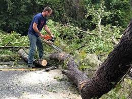 Leaf Removal in Sorrento, LA