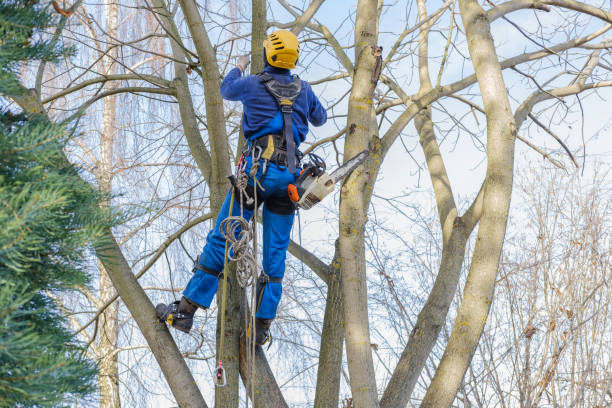 How Our Tree Care Process Works  in  Sorrento, LA