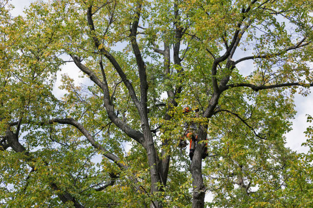 Trusted Sorrento, LA Tree Services Experts